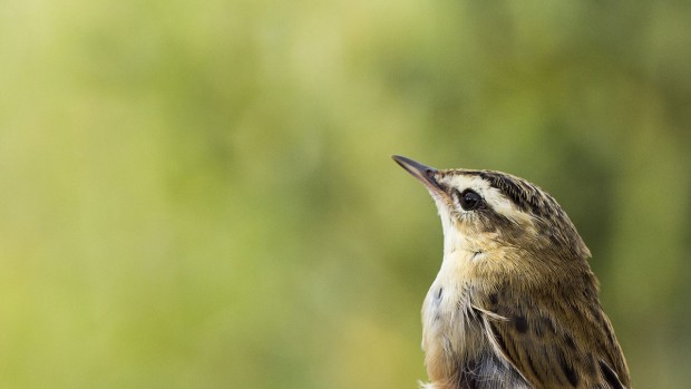 observations des oiseaux de la Bassée