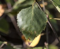 Plante_Betula alba