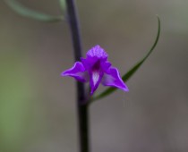 Plante_Cephalanthera rubra