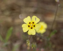 Plante_Tuberaria guttata