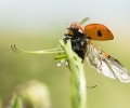 Atlas de la Biodiversité d’Avon : Appel à données !