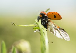 Atlas de la Biodiversité d’Avon : Appel à données !