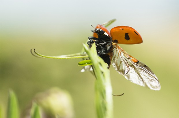 Atlas de la Biodiversité d’Avon : Appel à données !