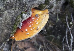 Modification lieu de rendez-vous sortie mycologie