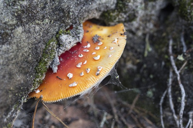 Sortie mycologique en forêt d’Othe