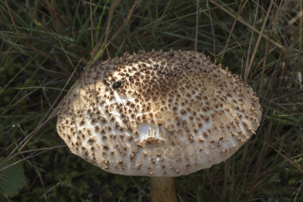 Sortie botanique et mycologique