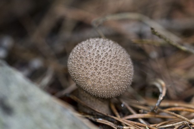 Sortie Mycologique