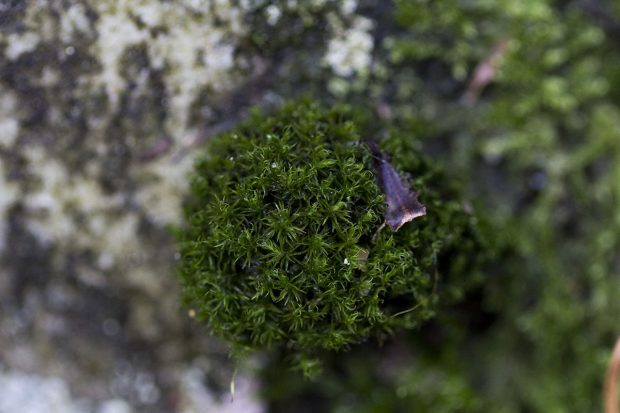 Sortie bryologique en forêt domaniale de Fontainebleau