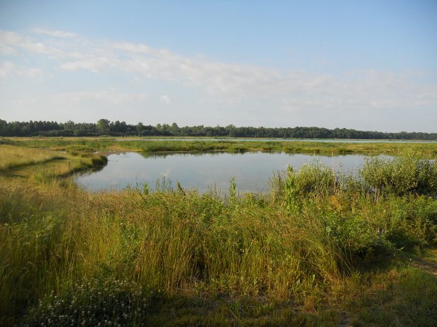 Offre d’emploi : Chargé(e) de Mission Biodiversité – Zones humides (H/F)