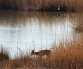 Continuité écologique en vallée du Loing