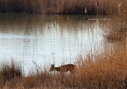 Continuité écologique en vallée du Loing