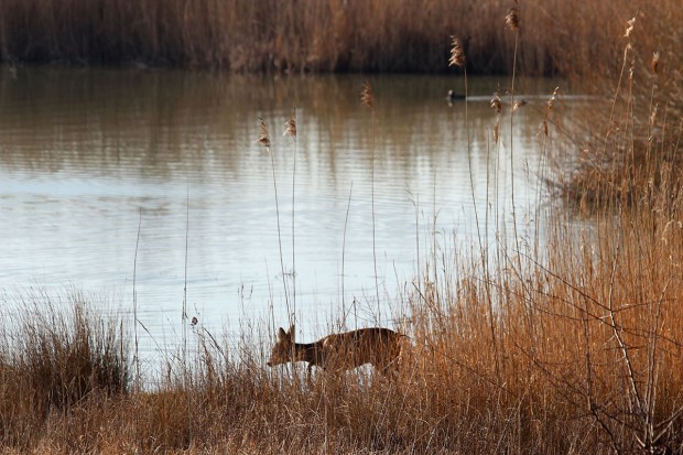 Continuité écologique en vallée du Loing