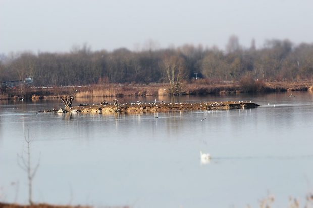 observations des oiseaux de la Bassée