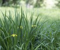 Voyage naturaliste dans l’Yonne méridionale