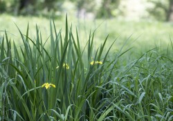 Voyage naturaliste dans l’Yonne méridionale