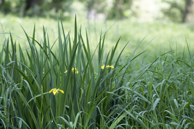 Voyage naturaliste dans l’Yonne méridionale