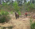 Du débardage cheval en forêt de Fontainebleau