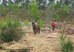 Du débardage cheval en forêt de Fontainebleau