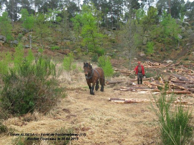 Du débardage cheval en forêt de Fontainebleau