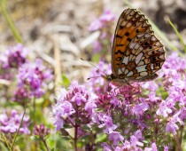 Insecte_Boloria-selene