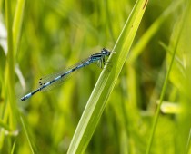 Insecte_Coenagrion-mercuriale-(2)