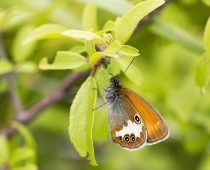 Insecte_Coenonympha-arcania-(2)
