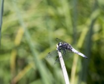 Insecte_Libellula-fulva-(4)