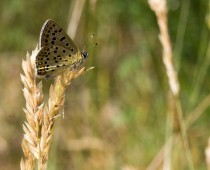 Insecte_Lycaena-thitirus-(1)