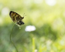 Insecte_Melitaea-athalia