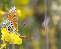 Insecte_Melitaea-cinxia-(2)