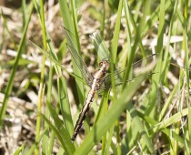 Insecte_Orthetrum-albistylum