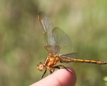 Insecte_Orthetrum-coerulescens