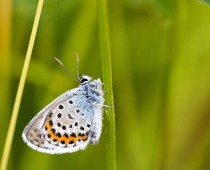 Insecte_Plebejus-argus-(2)