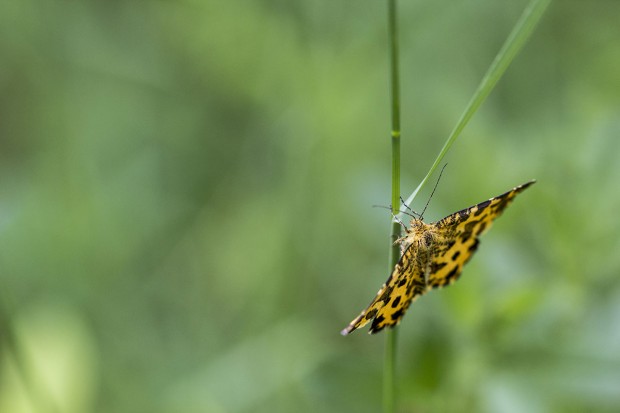 Sortie botanique et entomologique