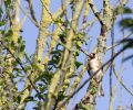 Le langage des oiseaux