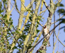 Oiseau_Chardonneret-elegant-(1)