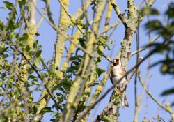 Le langage des oiseaux