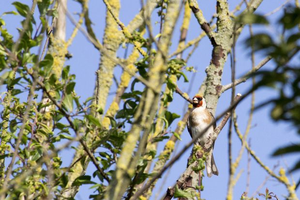 Le langage des oiseaux