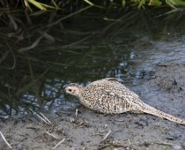 Oiseau_Faisan-de-colchide