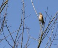 Infosite du site NATURA 2000 Massif de Fontainebleau