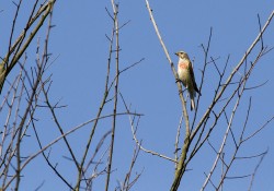 Infosite du site NATURA 2000 Massif de Fontainebleau