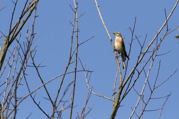 Initiation aux chants d’oiseaux