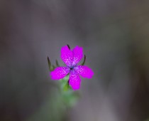 Plante_Dianthus armeria