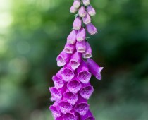 Plante_Digitalis purpurea