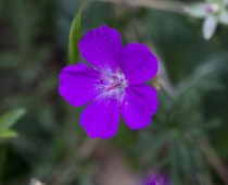 Plante_Geranium-sanguineum