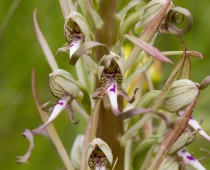 Plante_Himantoglossum-hircinum-(3)