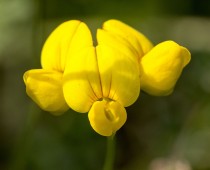 Plante_Lotus-corniculatus