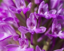 Plante_Orchis-pyramidalis-(3)