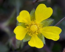 Plante_Potentilla-tabernaemontani