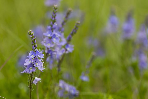 Atlas de la Biodiversité Communale d’Avon – Premier bilan